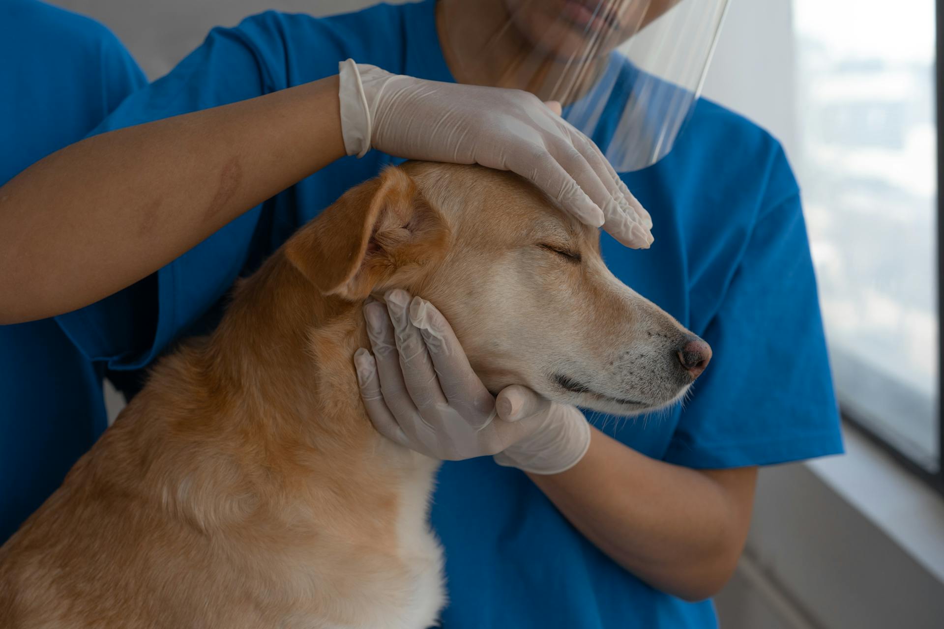 Veterinary clinic with veterinarian examining pet with advanced medical tools